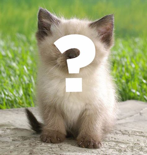 What kind of cat are you? Take this quiz and find out! What Kind Of Cat Are You, All Types Of Cats, Cat Obsession, Cat Info, Kinds Of Cats, Gorgeous Cats, Cat Boarding, Fluffy Cat, Animal Friends