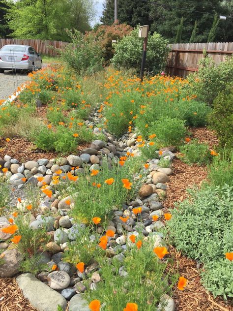 Small Yard Xeriscaping, Southern California Backyard Ideas, Native Lawn Landscaping, Landscaping With Natural Rock, Cedar Mulch Landscaping Ideas, Northern California Landscape Ideas, Utah Native Landscaping, Colorado Xeriscape Front Yard, Eclectic Landscaping