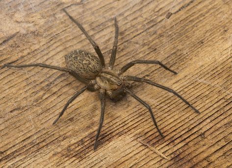 hobo spider | spiderbytes Giant House Spider, Hobo Spider, Recluse Spider, Brown Recluse Spider, Near Dark, House Spider, Brown Recluse, Human Pictures, Spider Bites