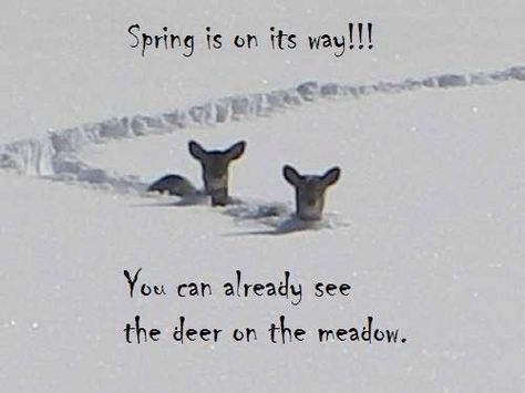 Michigan  "Spring is on the way!!! You can already see the deer on the meadow". Deer Meme, Cold Weather Funny, Canadian Humor, Snow Humor, Winter Humor, Minnesota Life, Meanwhile In Canada, Canadian Winter, Canada Eh