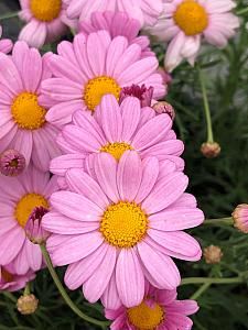 ARGYRANTHEMUM frutescens Daisy Crazy 'Summit Dark Pink', Marguerite Daisy Marguerite Flower, Marguerite Daisy, Rainbow Garden, Rock Gardens, Kangaroo Paw, How To Attract Birds, Plant List, Window Boxes, Moon Flower