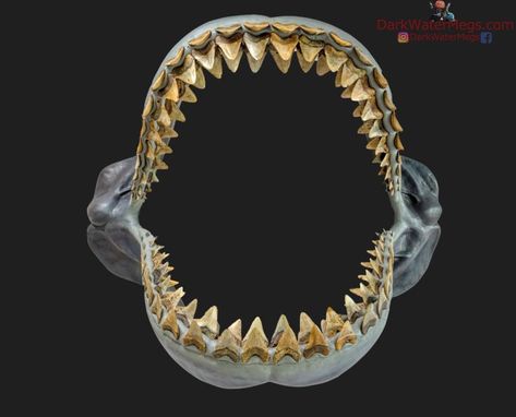 https://www.darkwatermegs.com More information / pictures / videos on megalodon teeth and the megalodon jaw, along with megalodon teeth for sale: www.darkwatermegs.com #shark #sharks #megalodon #fossil #darkwatermegs #scubadiving #scuba #sharkweek #diver #jaw #megalodonjaw #megalodonjaws #sharkteeth #megalodontooth #fossils #history #gift #giftidea #megalodon #jurrasic #themegmovie #natgeowild #smallbusiness Sharks Megalodon, Megalodon Jaw, The Megalodon, Dark Water, Megalodon Tooth, Shark Week, Shark Teeth, Scuba Diving, Sharks