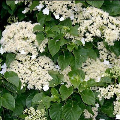 Hydrangea Shade, Fast Growing Climbers, Evergreen Climbers, Hydrangea Petiolaris, Fast Growing Evergreens, Evergreen Vines, Growing Vines, Climbing Hydrangea, Planting Hydrangeas