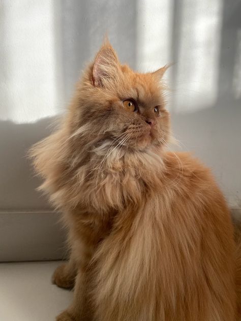 Ginger Persian Cat, Orange Persian Cat, Boy Cat, Ginger Cat, Orange Cats, Pets 3, Cute Cats Photos, Ginger Cats, Fluffy Cat