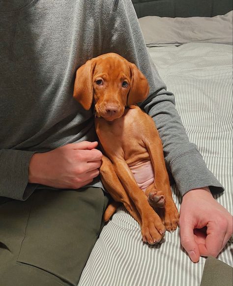 Viszlas Puppy, Vizsla Aesthetic, Viszlas Dog, Vizla Weimaraner, Dog Ear Tattoo, Dog Videos Funny, Cute Animal Tattoos, Dog Tattoo Ideas, Vizsla Dog