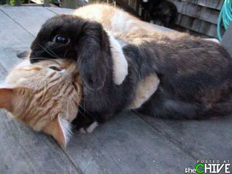 Cutest fight in history A Cat, Orange, White