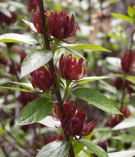 Fragrant Sweet Betsy Bush for North Carolina Gardens - Carolina Country Strawberry Shrub, Sweet Gum, Bush Plant, The Riddle, Florida Gardening, Berry Bushes, Tree Images, Farmhouse Garden, Brown Flowers