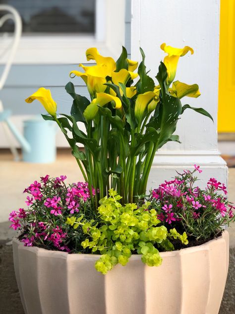 Calla Lilies Garden, Creeping Phlox In Container, Calla Lily Pot Ideas, Calla Lily Planter Ideas, Front Door Planter, Flower Garden For Beginners, Flower Garden Design Ideas, Garden Ideas Flower, Potted Gardens