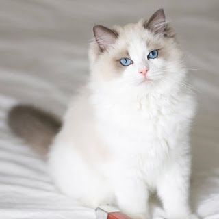 RAGDOLL CATS AND KITTENS FOR SALE : Gorgeous Blue Bicolor Kittens For Sale Near Me, Kittens For Sale, Ragdoll Cats, Kitten For Sale, Ragdoll Cat, Cats And Kittens, Kittens, Kitty, For Sale