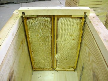 Langstroth-to-Layens Hive Conversion | Free Plans | Natural Beekeeping Horizontal Bee Hive, Layens Hive, Backyard Beehive, Drone Bee, Langstroth Hive, Bee Hives Diy, Top Bar Hive, Bee Hive Plans, Backyard Bee