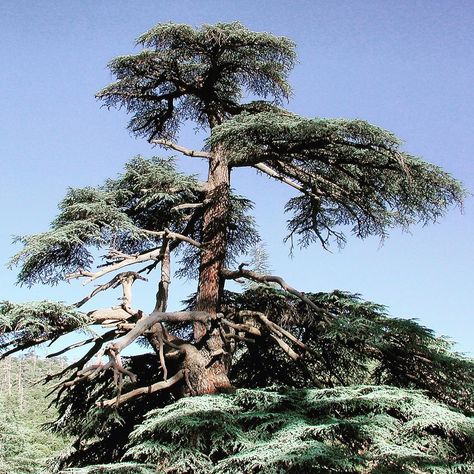 Located in the #AtlasMountains of #morocco🇲🇦, the Atlas Cedar #BiosphereReserve is home to the majestic Atlas cedar tree (Cedrus atlantica… Atlas Cedar Tree, Cedrus Atlantica, Atlas Cedar, Cedar Tree, Cedar Trees, The Atlas, Atlas Mountains, Lamp Post, Morocco