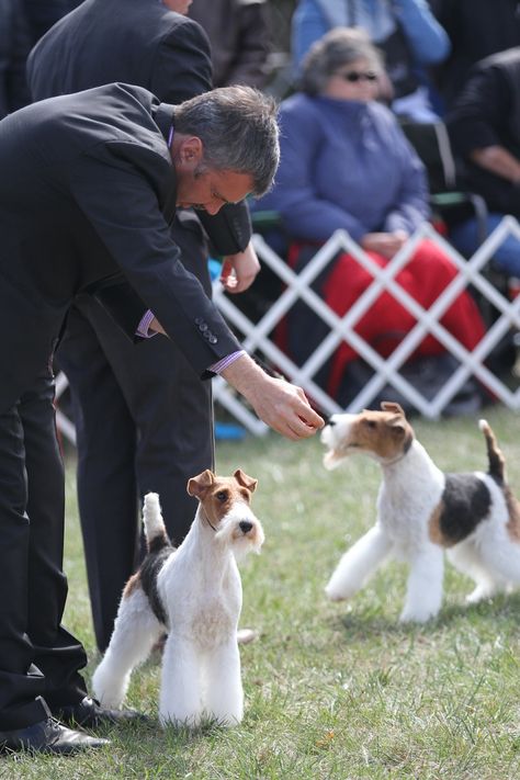 Dog Shows, Dog Oc, Dog Types, The Power Of The Mind, Control Your Emotions, Power Of The Mind, Show Dogs, Golden Retriever Baby, Dogs Aesthetic