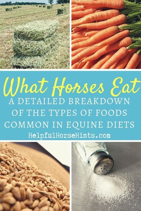 While many people may think that a horse’s diet is pretty simple, it is actually far more complex than most people realize. But what do horses eat and how much should you feed your horse? The goal of this article is to help answer that! Stable Management, Horse Nutrition, Equine Care, Horse Information, Horse Food, Horse Care Tips, Horse Facts, Horse Riding Tips, Homestead Farm