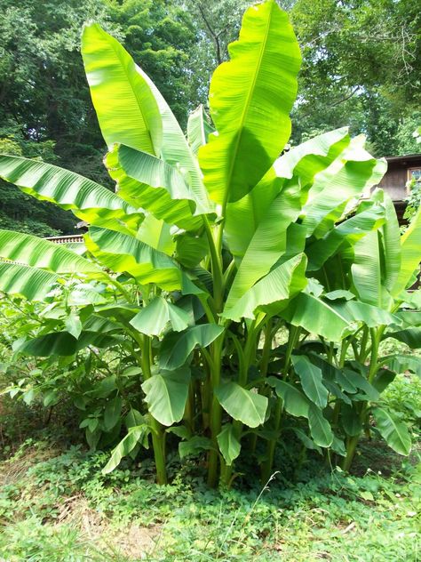 There is one Hardy Banana Tree(Musa basjoo) that will survive year after year in cold climates( down to USDA Zone 5). The catch is that it does not fruit or flower in cold climates, and even if it did, the fruits are not edible.  So why is this plant featured on Eat The Planet if … … Continue reading → Musa Banana, Musa Basjoo, How To Grow Bananas, Banana Plant, Banana Plants, Banana Tree, Wild Edibles, Garden Nursery, Starter Plants