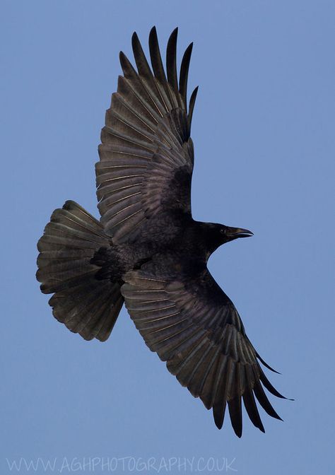 Raven Flying, Crow Pictures, Grey Ink Tattoos, Crow Flying, Crow Silhouette, Raven And Wolf, Raven Wings, Bird People, Raven Bird