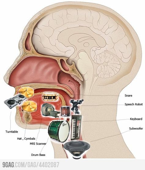 Mouth Anatomy Of Beatboxer.. MRI-scanner? Vocal Exercises Singing, Beat Boxing, Mouth Anatomy, Old Musical Instruments, Vocal Exercises, Are You Not Entertained, Articulation Therapy, Music Technology, Funny Times