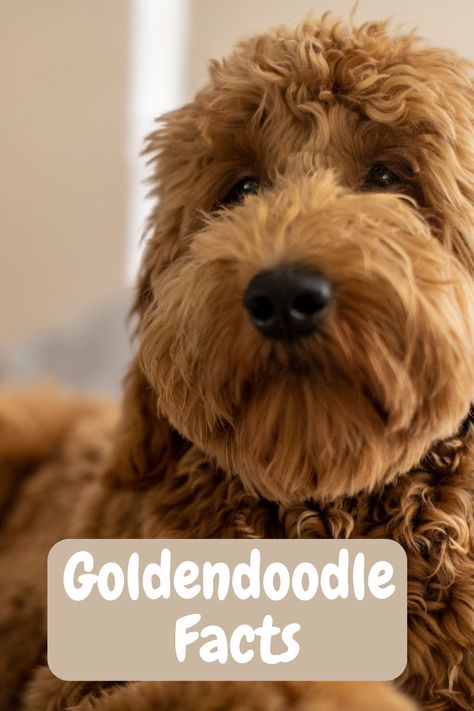 Find out everything there is to know about the Goldendoodle dog breed. How long do they live? Are they good with children? health issues? A complete guide to this hybrid between a Poodle and Golden Retriever. Read about Luca from puppyhood to gentle giant with some amusing real life photos. Goldendoodle Full Grown, Doodle Grooming, Giant Poodle, Real Life Photos, Golden Doodle Dog, Children Health, All Breeds Of Dogs, Golden Doodles, Long Haired Dogs