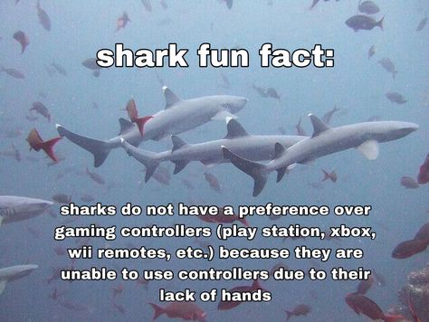 Shark Fun Facts Funny, Shark Fun Facts, Finny The Shark, Silly Shark, Facts About Sharks, Silly Sharks, Shark Meme, Save The Sharks, Shark Facts