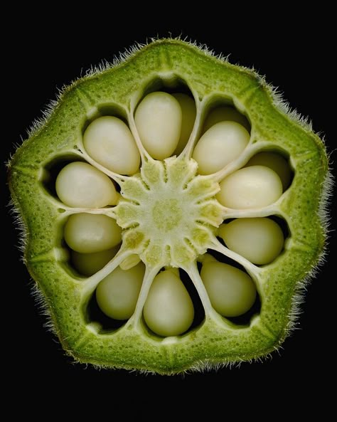 Find interesting seed formations in fruits (such as this Okra) to look at closely and sketch in Garden Journals. They can also be used for stamping! Okra Seeds, Macro Photography Tips, Foto Macro, Photography Ideas At Home, Geometry In Nature, Natural Structures, Tanah Liat, Seed Pods, Organic Vegetables