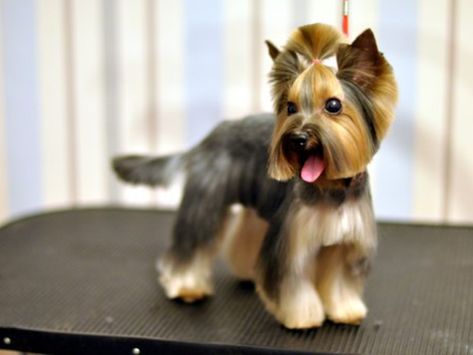 Male Yorkie Hairstyles, Yorkie Puppy Haircuts, Male Yorkie, Yorkie Haircut, Smooth And Silky Hair, Yorkshire Terrier Grooming, Yorkie Cuts, Yorkie Hairstyles, Puppy Haircut