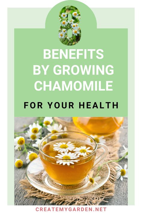 Discover the incredible benefits of growing chamomile for both your health and culinary delights. Learn about the differences between German and Roman chamomile, so you can choose the perfect variety for your needs. From promoting restful sleep and aiding digestion to regulating blood sugar, chamomile tea is a true herbal treasure. Explore the culinary uses of chamomile, such as delightful teas and infusions with honey, sugar, or vinegar. Check out this blog for more information. Growing Chamomile, Benefits Of Chamomile Tea, Benefits Of Chamomile, Chamomile Tea Benefits, Essential Oils For Migraines, Chamomile Growing, Tea Health Benefits, Tea Benefits, Chamomile Tea