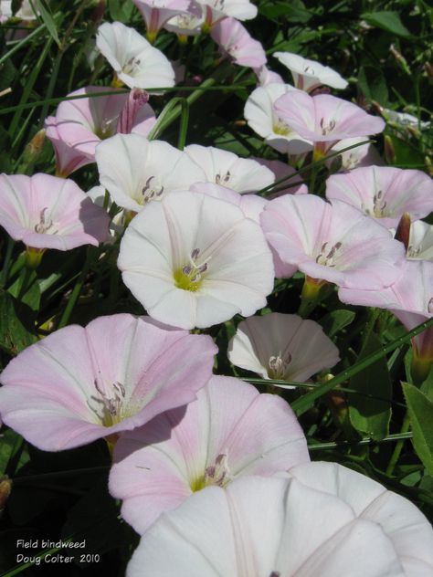 Field bindweed (Convolvulus arvensis) • Family: Convolvulaceae • Habitat: Waste ground, disturbed sites, roadsides, railroads • Flowering period: May to September • Photo by Doug Colter Bindweed Flower, Field Bindweed, Flowering Herbs, Flower References, Spiritual Garden, Fairy Artwork, Plant Guide, Moon Garden, Garden Images