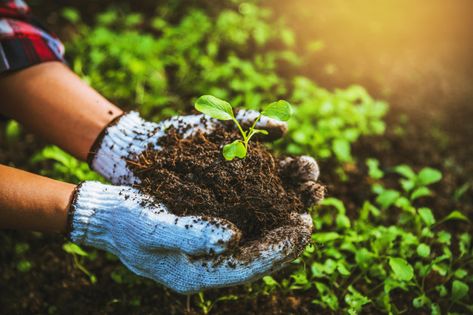 Woman plant vegetables | Premium Photo #Freepik #photo #food #people #woman #green