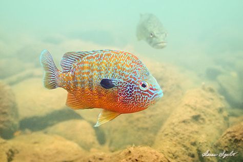 Longear sunfish Walk Reference, Longear Sunfish, Bluegill Fishing, Fish Reference, Sun Fish, Creature Marine, Backyard Pond, Coral Fish, Underwater Pictures