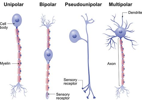 Cell Biology Notes, Brain Neuroscience, Types Of Neurons, Nervous System Anatomy, Brain Poster, Human Body Science, Neurological System, Brain Anatomy, Pharmacology Nursing