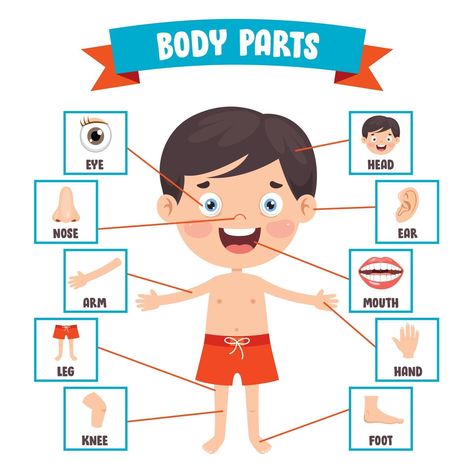 Body Parts Preschool Activities, Body Parts For Kids, Alphabet Flash Cards Printable, Body Parts Preschool, Body Human, Cartoon For Kids, Cartoon Body, Kids Worksheets Preschool, Learning English For Kids