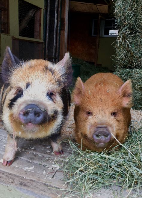 Pippin and Alfie 4 month old kune kune pigs ... new addition to Devils Hop Farm Pig Kune Kune, Kunekune Pigs, Kune Kune Pigs, Pig Tails, Pot Belly Pigs, Small Pigs, Cute Piglets, Mini Pigs, Pig Farming