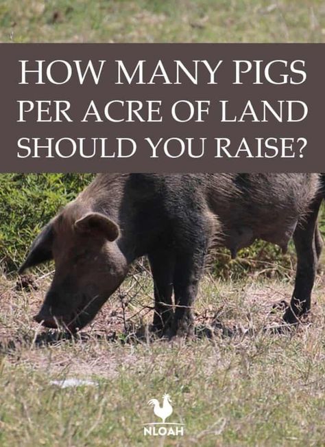 Best Pigs To Raise For Meat, Idaho Pasture Pigs, Raising Pigs For Meat, Pig Farming Ideas, Pig Pen Ideas Diy, Pig Barn Ideas, Hog Farming, Meat Pigs, Keeping Pigs