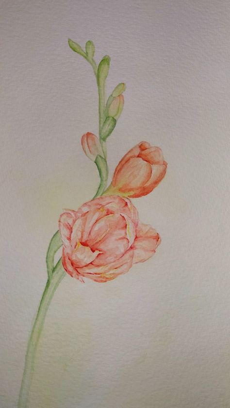 Watercolor painting of a flower Freesia Painting Of A Flower, A Flower, Watercolor Painting, Watercolor Paintings, Flowers, Art, Watercolour Painting