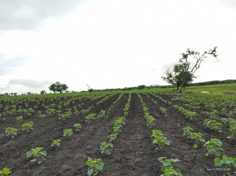 Agriculture: Subsistence Farming and Commercial Farming Subsistence Farming, Chicken Rearing, Commercial Farming, Types Of Farming, Crop Production, Livestock Farming, Basic Needs, The Farmer, Tropical Climate