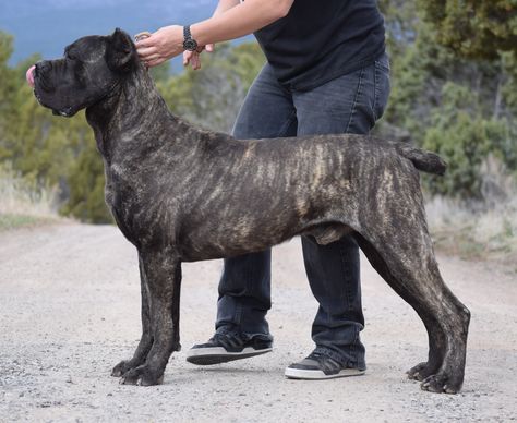 CastleGuard Cane Corso Cane Corso Brindle, Brindle Cane Corso, Aggressive Dog Breeds, Cane Corso Italian Mastiff, Cane Corsos, Rustic European, Italian Mastiff, Bully Dogs, Mastiff Breeds