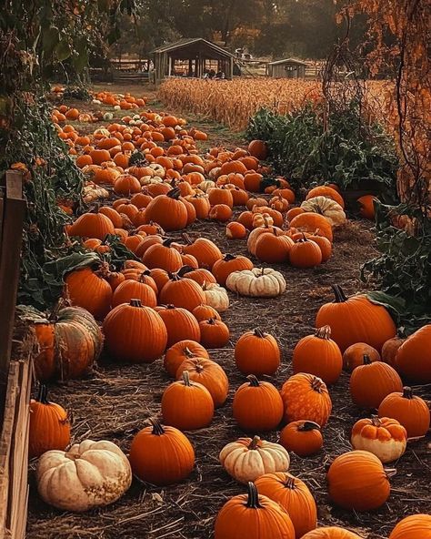 Cute Autumn Aesthetic, Pumpkin Spice Aesthetic, Fall Season Aesthetic, Autumn Nostalgia, Aesthetic Pumpkins, Fall Aesthetic Pumpkin, Cute Fall Pictures, Pumpkin Patch Aesthetic, Autumn Hygge