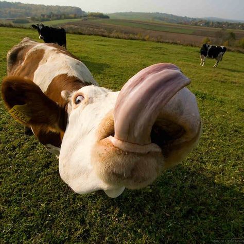 Udderly ridiculous! Funniest Pictures Ever, Cow Pictures, Cows Funny, A Cow, Happy Days, Cute Cows, Funny Animal Pictures, Beautiful Creatures, Animal Kingdom