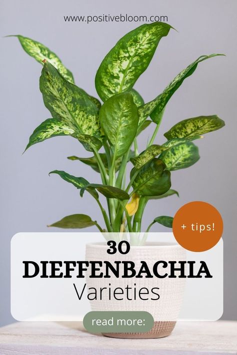 Here’s a list of 30 Dieffenbachia varieties that make perfect houseplants. Learn their features, and which growing conditions will make the plant healthy.