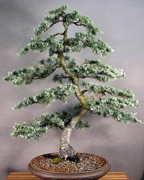 Cedrus atlantica | Blue Atlas Cedar | Bonsai Blue Atlas Cedar Bonsai, Cedar Bonsai, Coconut Plant, Bonsai Collection, Blue Atlas Cedar, Bougainvillea Bonsai, Bonsai Fruit Tree, Cedrus Atlantica, Bonsai Making