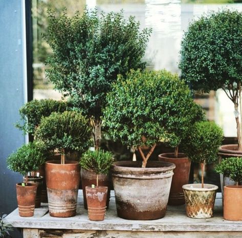 15 Unique and Beautiful Container Garden Ideas Indoor Gardening Supplies, Outdoor Topiary, Diy Container Gardening, Window Box Garden, Funny Vine, Container Garden Ideas, Container Garden Design, Pot Garden, Indoor Gardens