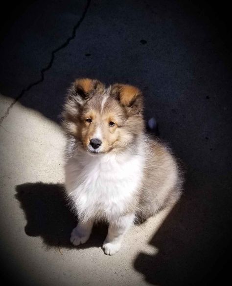 Pet Companion  Show Shetland Sheepdogs Of Since 1971. Puppies  Adult Has Shetland Sheepdog Puppies For Sale In Morgan Hill, CA On AKC PuppyFinder Sheltie Puppies For Sale, Sheepdog Breeds, Sheltie Puppies, Shetland Sheepdog Blue Merle, Sheltie Puppy, Shetland Sheepdog Puppies, Sheep Dogs, Sheltie Dogs, Shetland Sheep