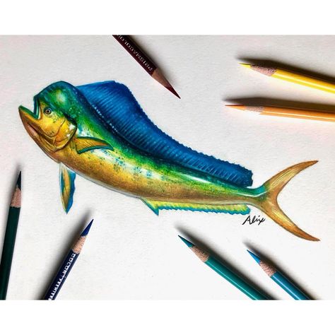 Mahi Mahi Drawing, Fish Drawing Easy, Mahi Fish, Fern Tattoo, Fish Drawing, Yellowfin Tuna, Fish Drawings, 9 Hours, Mahi Mahi