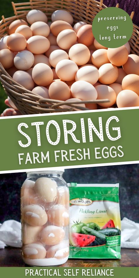 How to Store Farm Fresh Eggs: Preserving Eggs - If you have recently taken up the homesteading task of raising backyard chickens and have a bounty of fresh eggs from your laying chickens, you may be wondering how to store farm fresh eggs so they last long term. Storing eggs properly is an important part of keeping a homestead, and with a few simple tips and tricks, you'll be able to keep your eggs good and eat them year-round, by preserving them. How To Wash Farm Fresh Eggs, How To Preserve Fresh Eggs, How To Store Eggs Long Term, Fresh Eggs Storage, Chicken Breeds For Eggs, Preppers Food Storage, Preserving Eggs, Storing Food Long Term, Eating Seasonally