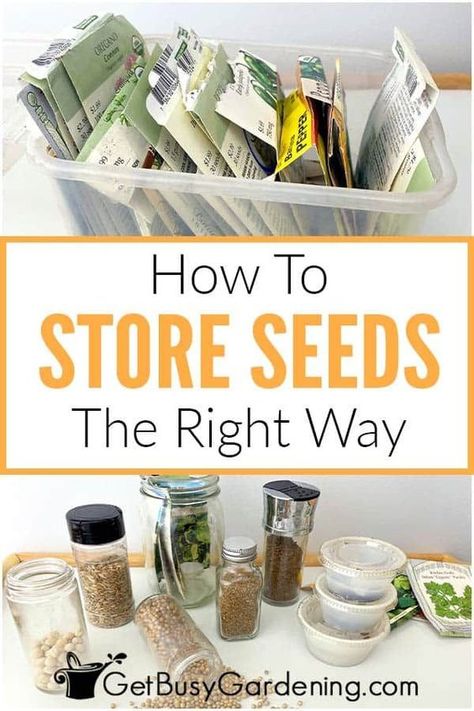 Saving Seeds From Vegetables, Seed Saving Storage, Organize Seeds, How To Store Seeds, Storing Seeds, Seed Storage, Storing Vegetables, Seed Bank, Garden Veggies