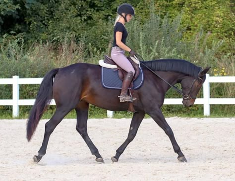 Routines for a Balanced, Engaged Horse | Horse Journals Horse Flatwork, Horse Riding Reference, English Horse Riding Aesthetic, Horse Riding English, English Horse Riding, Hours Riding, Horseback Riding English, Horse Trotting, Horse Riding Confidence