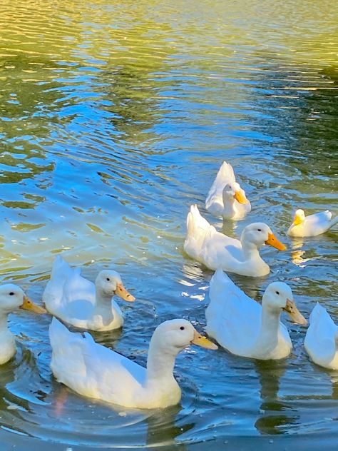 8 white ducks swimming in a pond Duck Photography Cute, Duck Photoshoot, Duck Boots Outfit Winter, Nails Acrylic Duck, Duck Boots Outfit Fall, Pfp Duck, Ducks In Water, Ducks Photography, Duck On Water