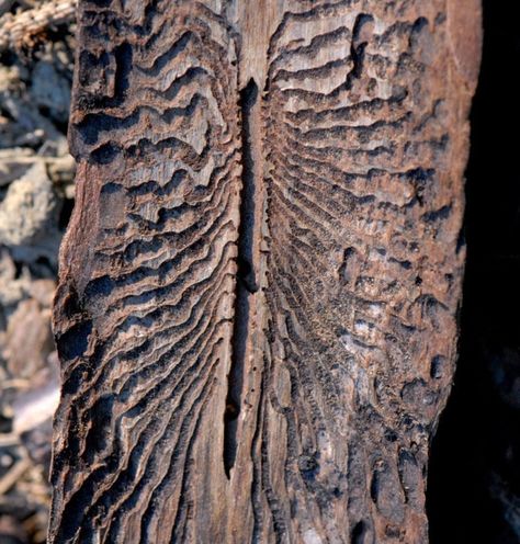 Beetle Pattern, Bark Beetle, Earth Texture, Pine Bark, Growth And Decay, Bio Art, Nature Artwork, Tree Patterns, Mark Making