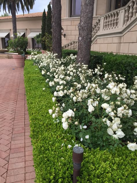 iceberg roses Iceberg Roses, Winter Hairstyles For Black Women, Rose Hedge, Boxwood Landscaping, Wavy Haircut, Rose Garden Landscape, Bush Garden, Front Gardens, Daily Sun