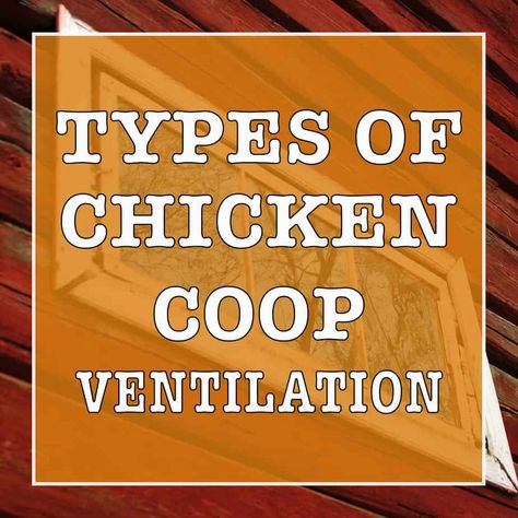 Chicken Coop Ventilation, Coop Ventilation, Gardening For Dummies, Duck Coop, Chicken Poop, Chicken Coup, Types Of Chickens, Duck And Ducklings, Backyard Chicken Farming