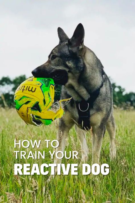 Are you preparing to train your reactive dog? Before diving into training techniques, set a strong foundation by following these six essential steps outlined on Rebarkable. Learn how to understand your dog's reactivity and increase their happiness with tailored enrichment activities. German Shepherd Enrichment, Dog Reactivity Training, Reactive Dog Training Tips, Schutzhund Training, Dog Remedies, Redbone Coonhound, Reactive Dog, Dog Training Treats, House Training Dogs